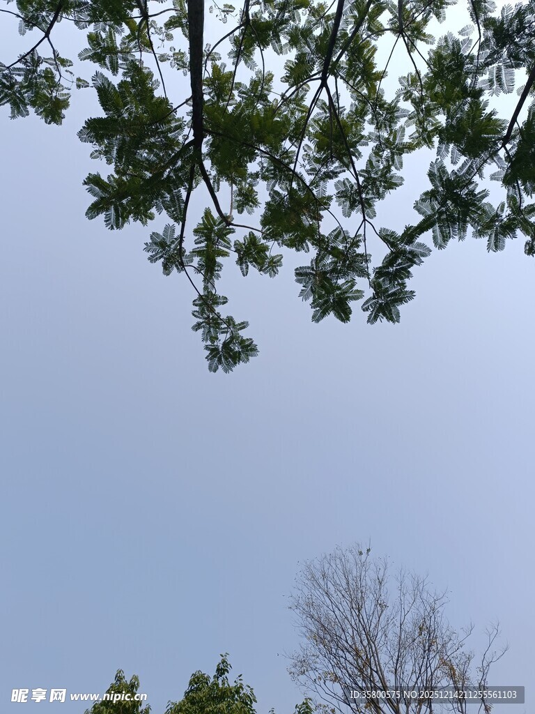 仰视枝叶与天空景致