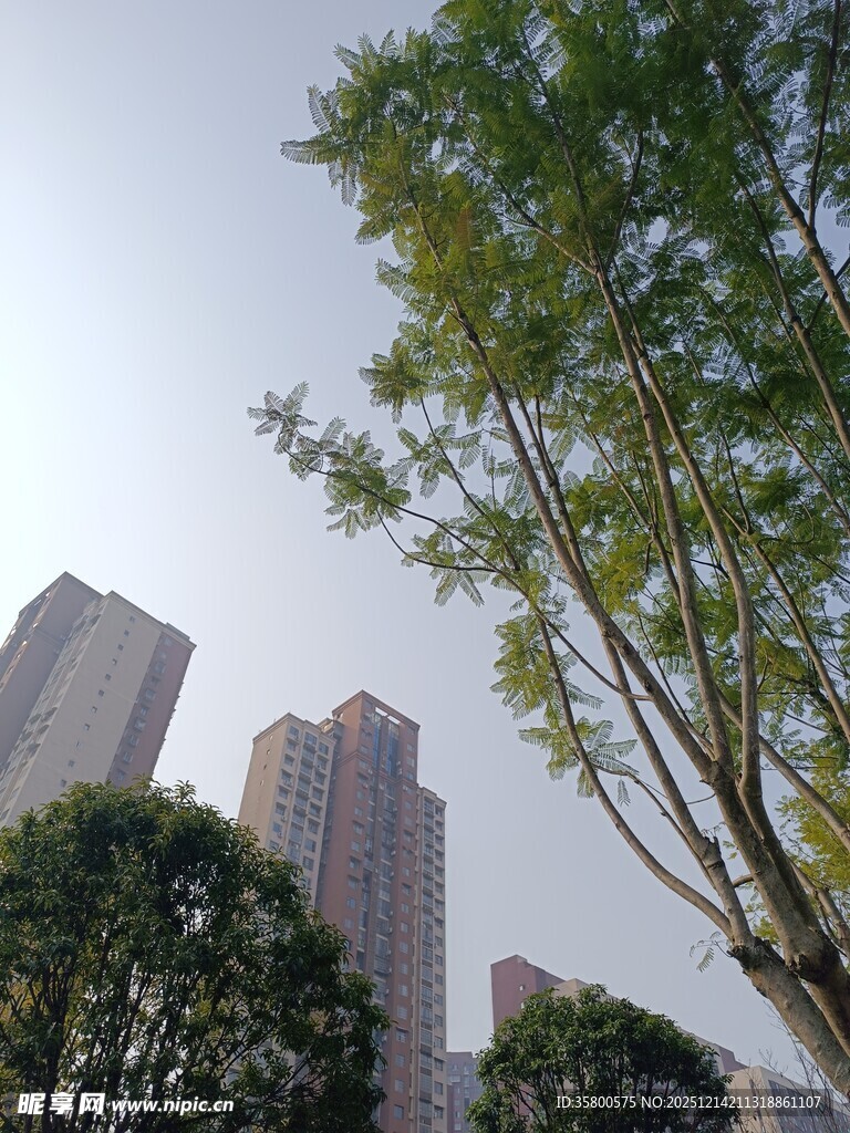 城市绿树与高楼景观