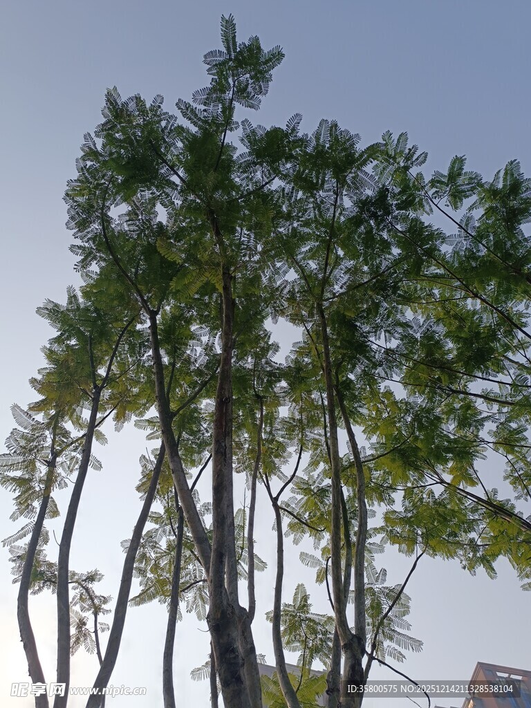 挺拔树木映蓝天