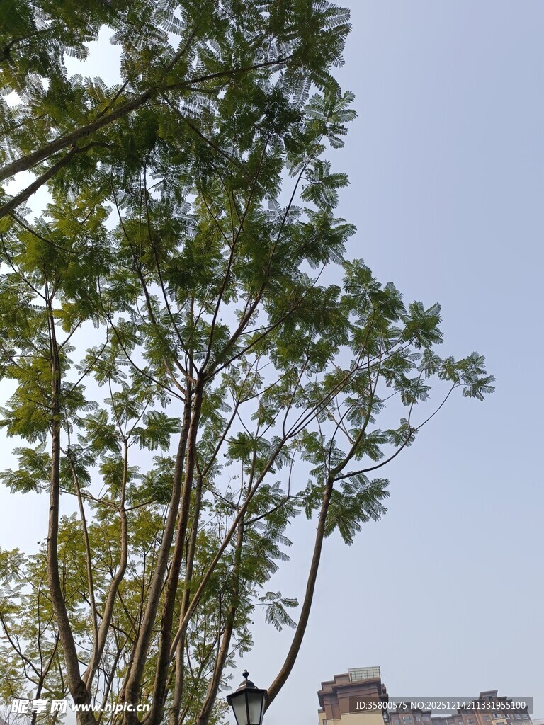 绿树蓝天映衬下的建筑