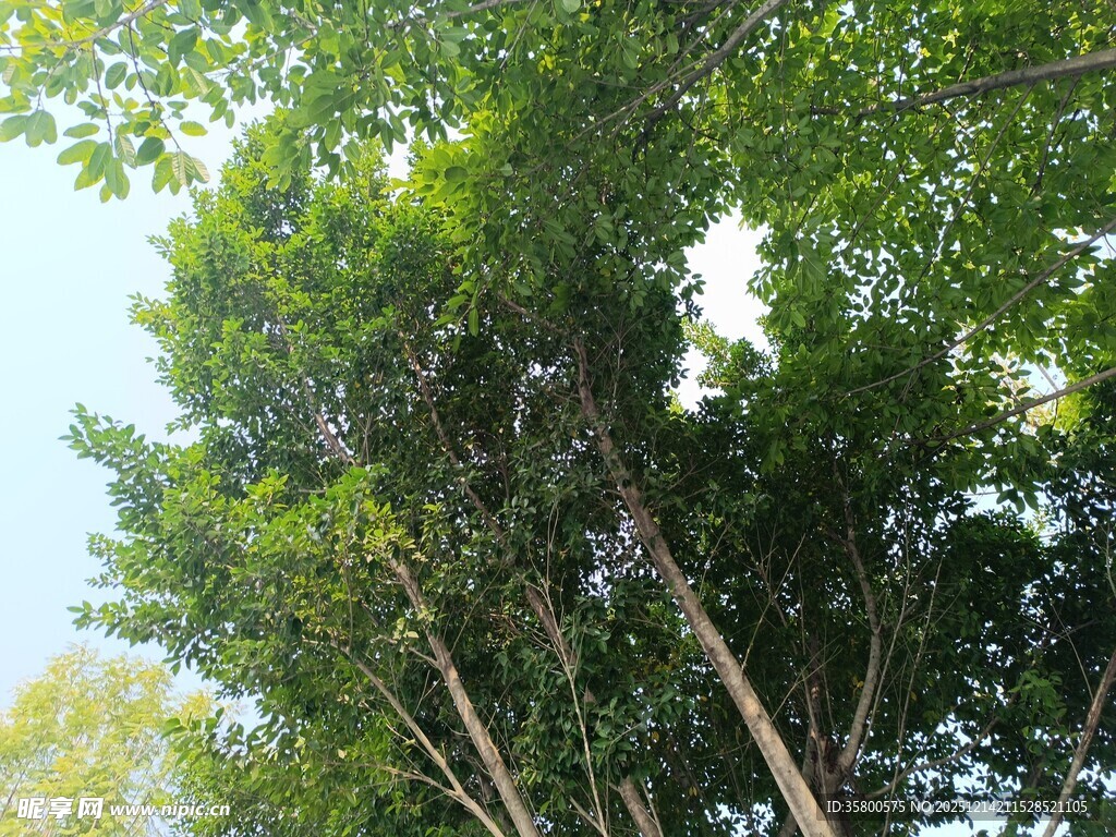 茂密绿树展现自然生机