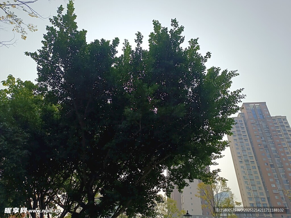 城市中茂盛的绿树