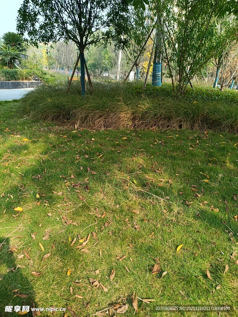 户外草地与树木风景