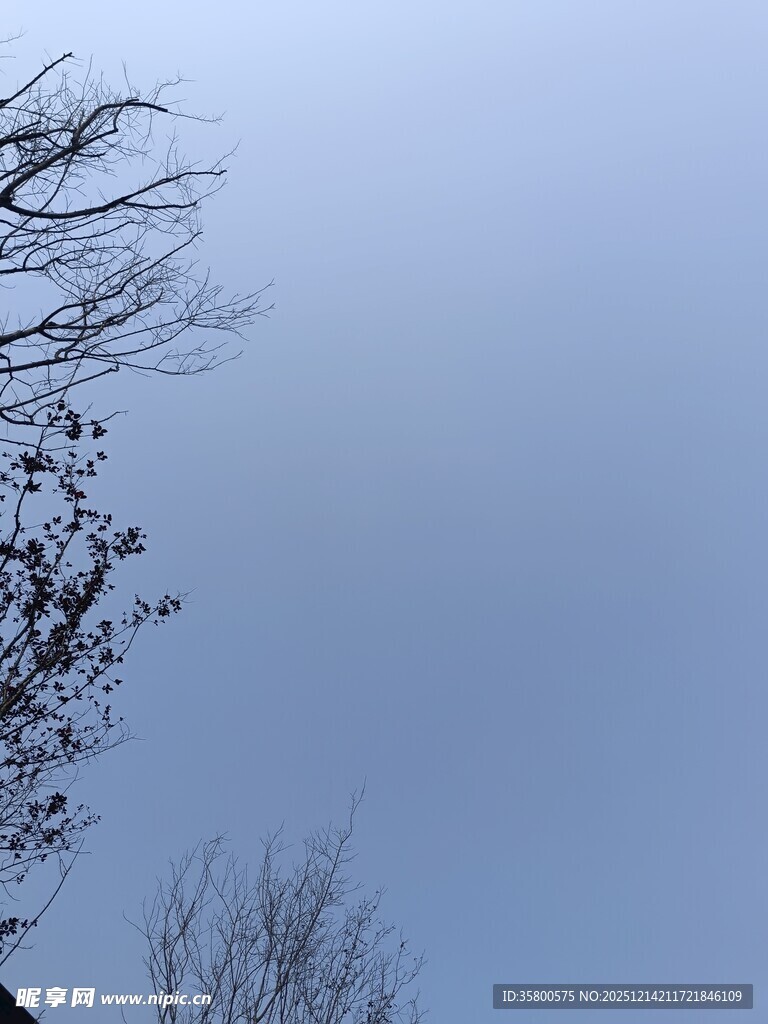 冬日树梢与灰蓝天空