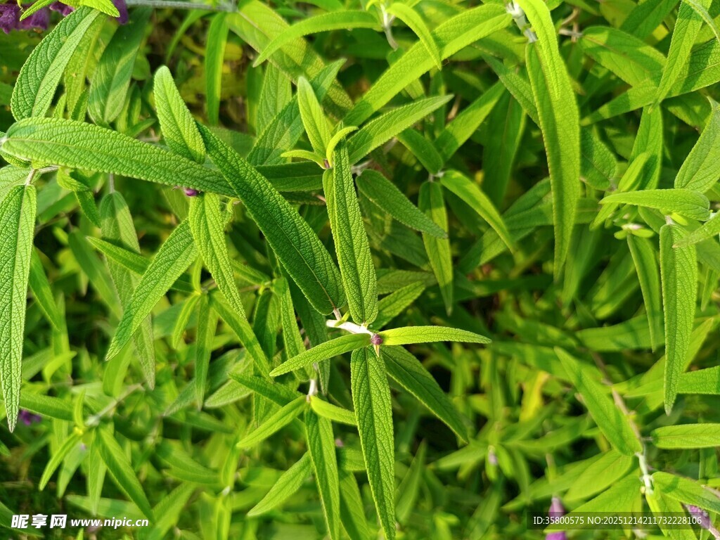 翠绿生机的鲜嫩草丛