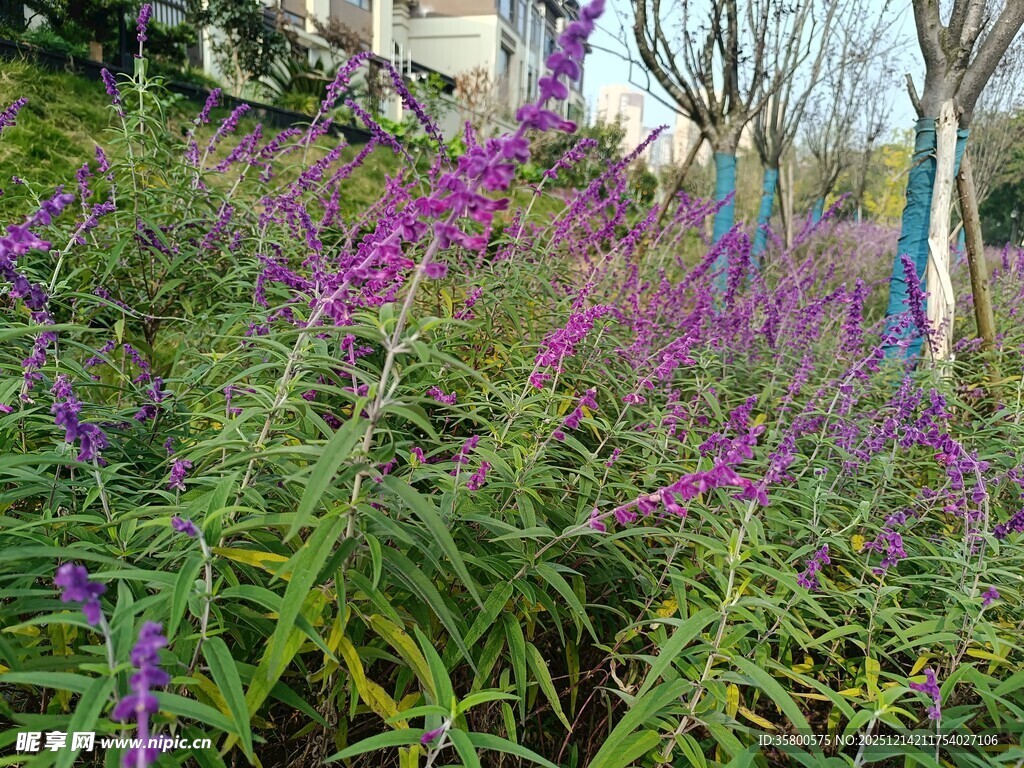 紫色花卉植物景观