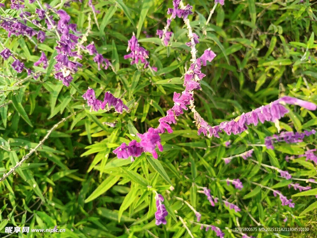 紫色花卉绽放绿意间