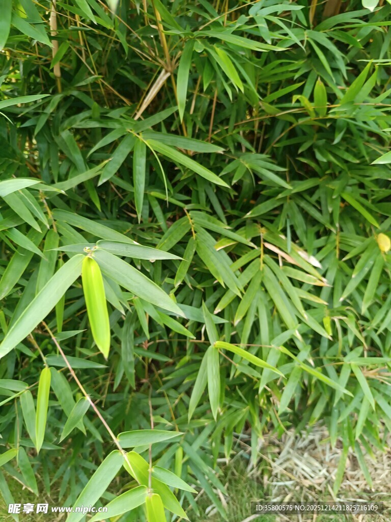 翠绿竹叶生机盎然