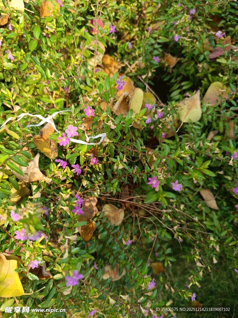 草丛中的紫色小花与落叶