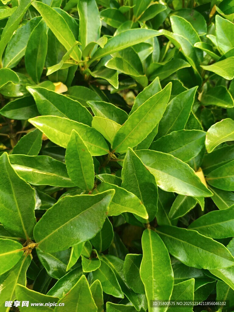 翠绿繁茂的植物叶片