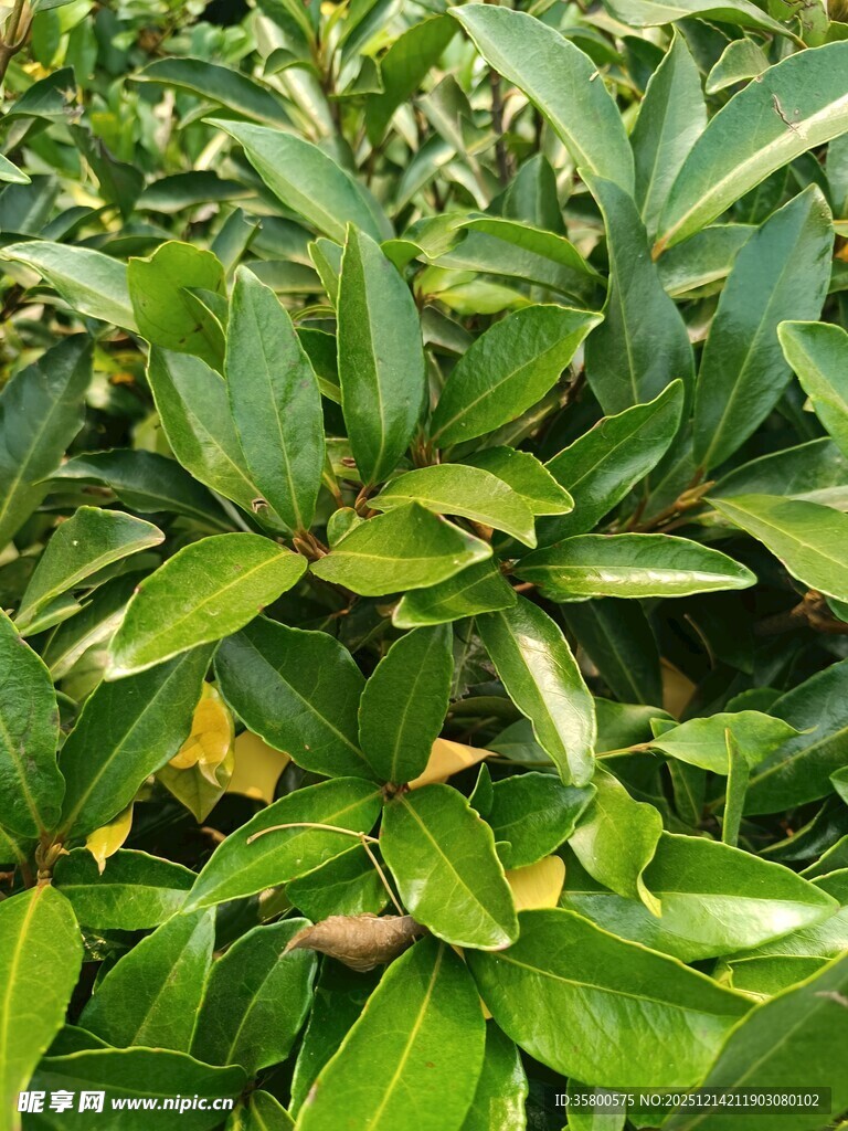 翠绿繁茂的绿叶植物