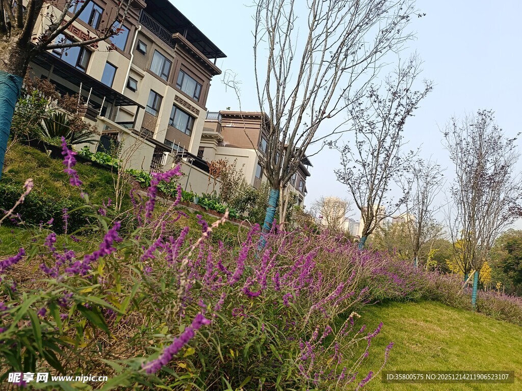 乡村烂漫花丛旁的房屋