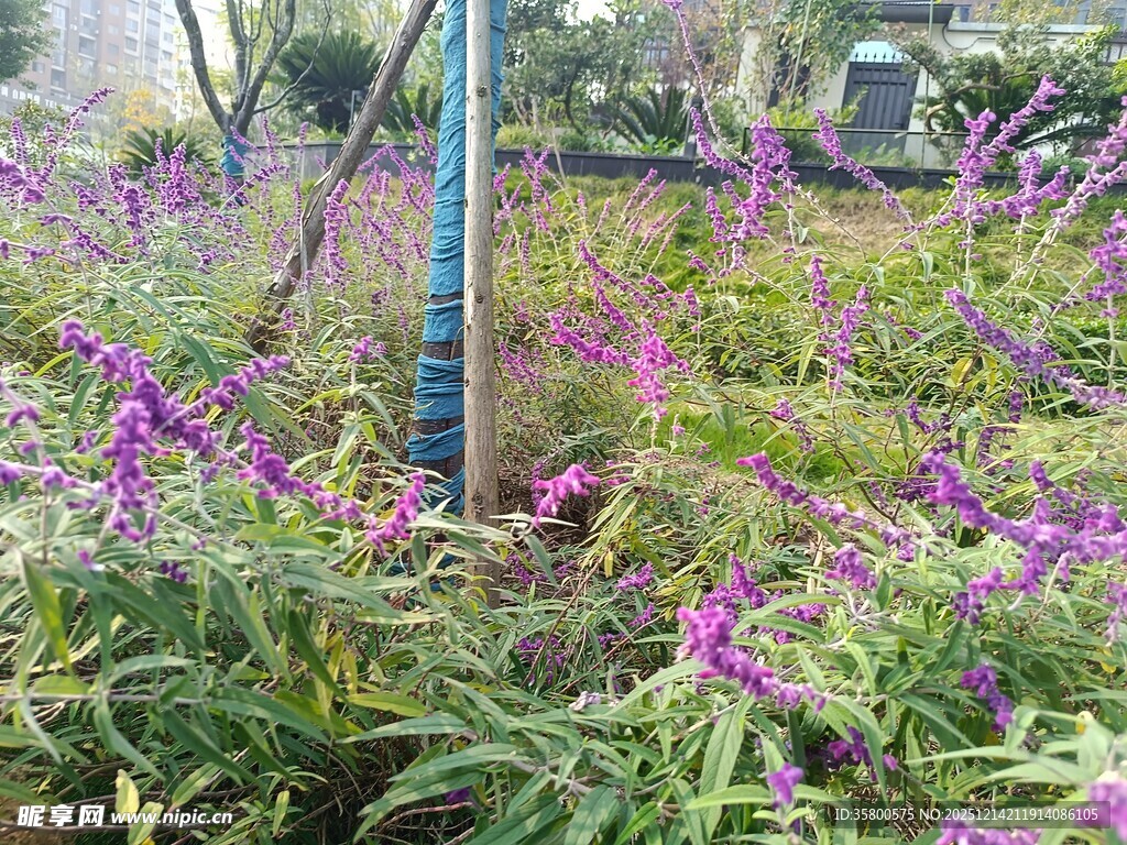 紫色花卉丛中的蓝色杆子