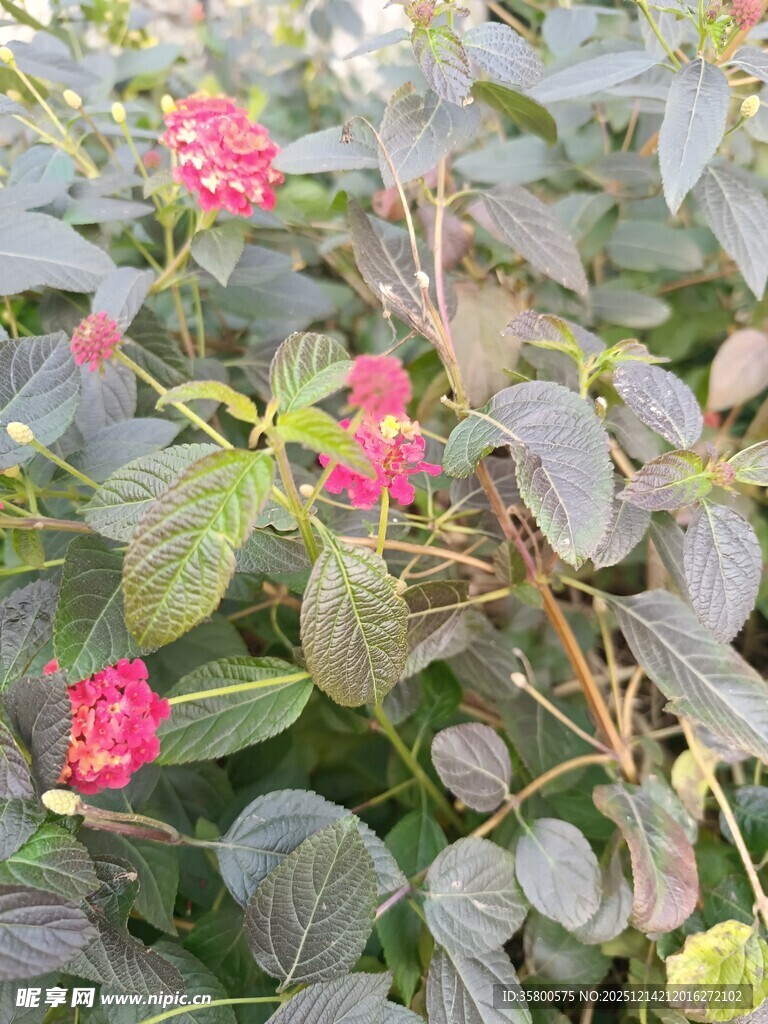 绿叶丛中绽放的娇艳红花