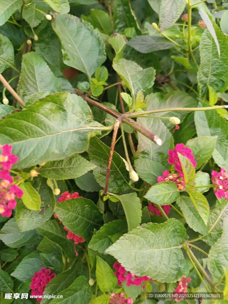 绿叶丛中娇艳的粉色小花