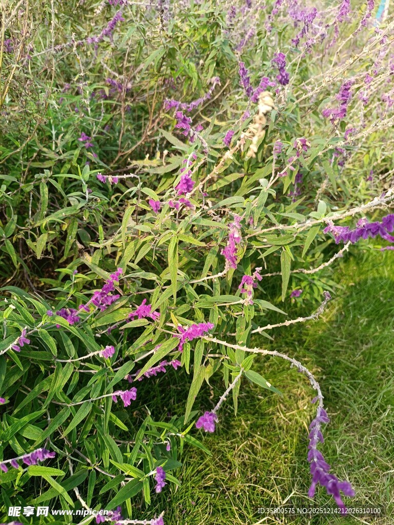 紫色野花绽放于草丛间