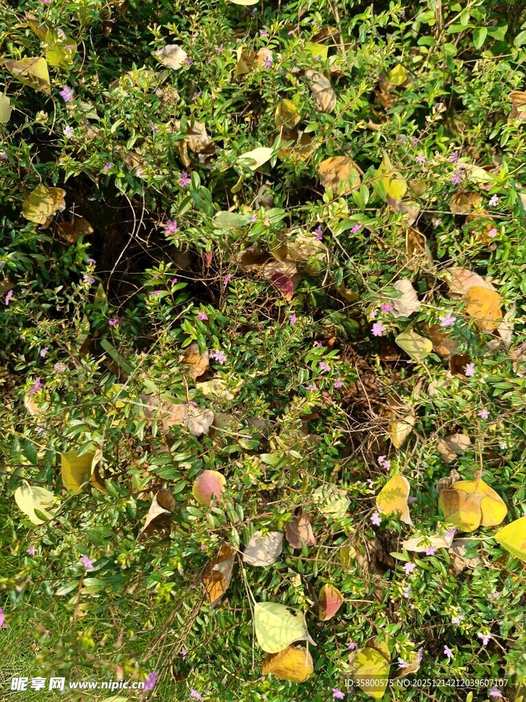 秋日草地野花景象