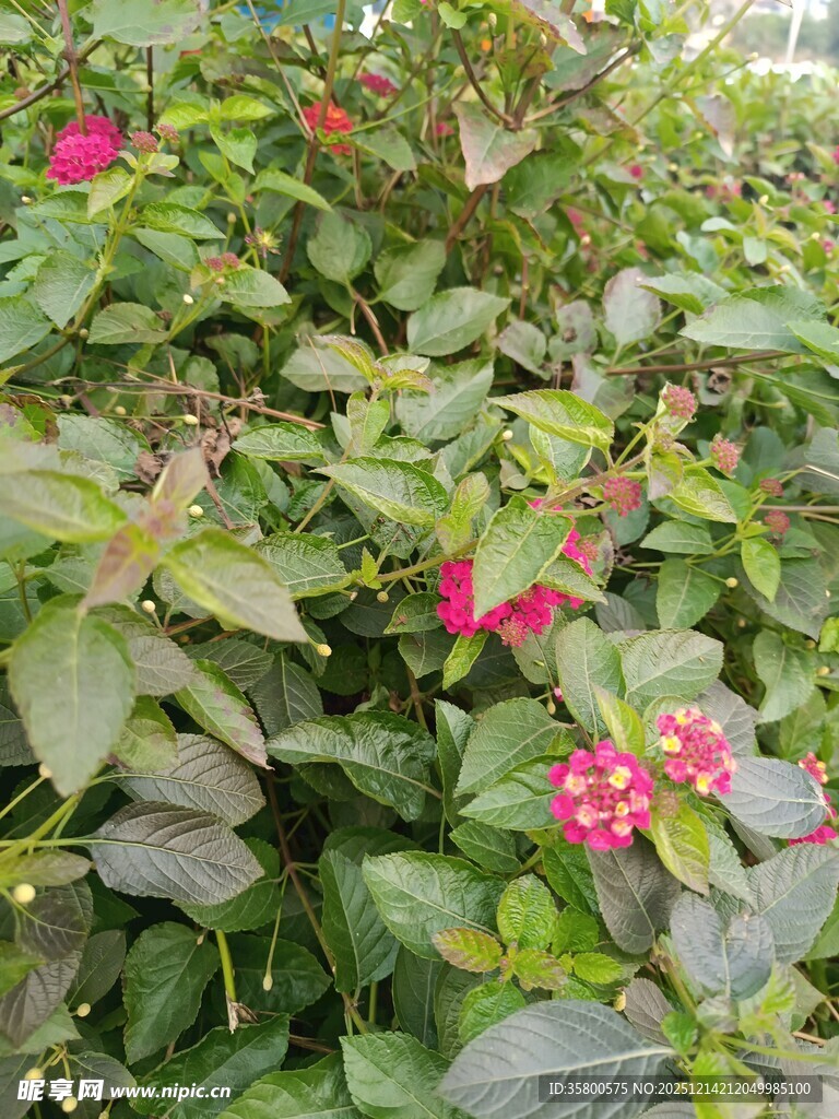 绿叶丛中绽放的娇艳红花