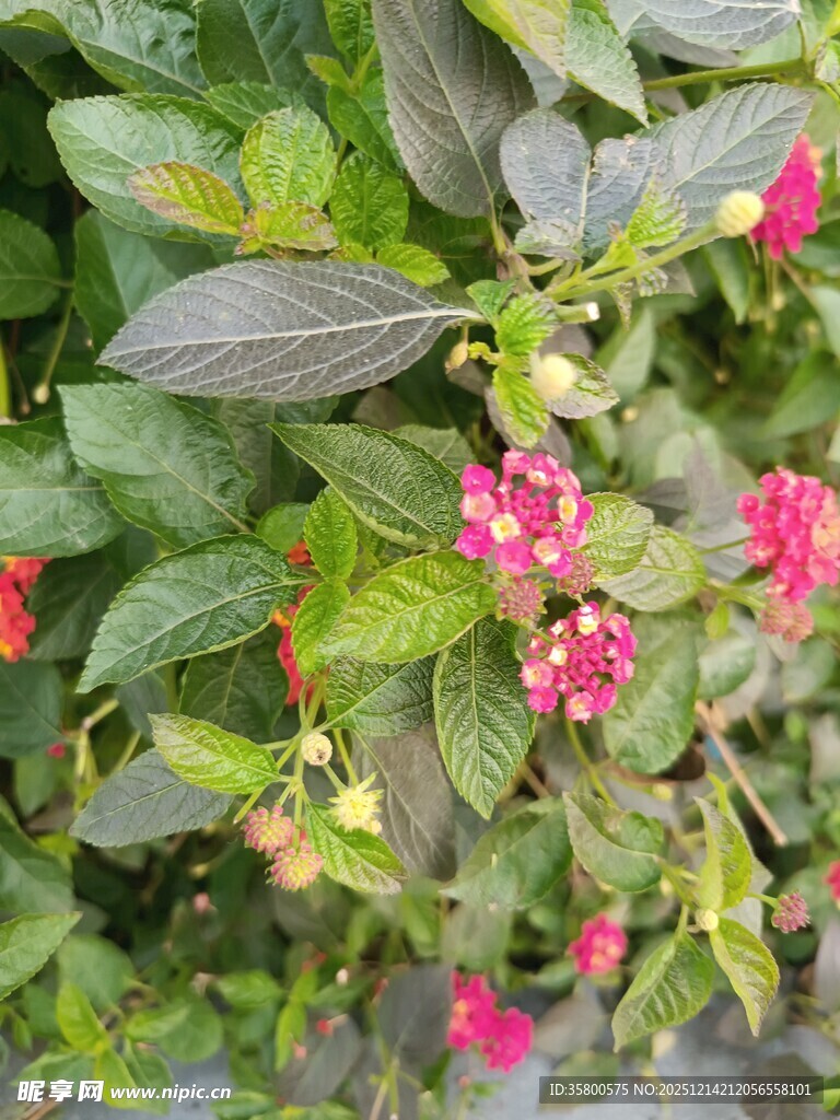 绿叶间的粉红小花