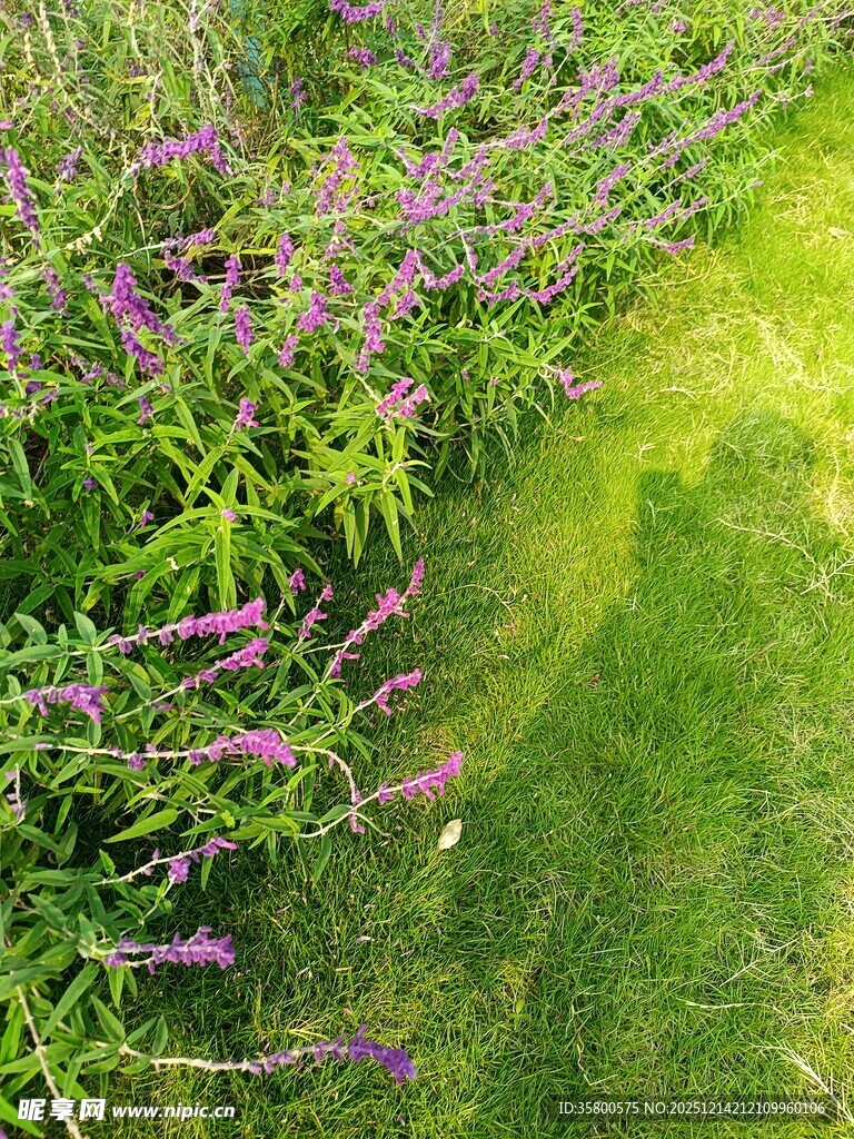 繁花绿草间的自然小径