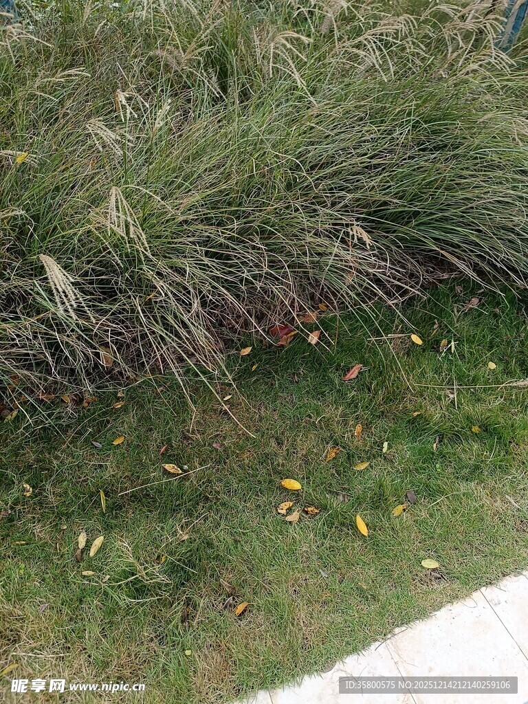 草地旁的茂盛绿植