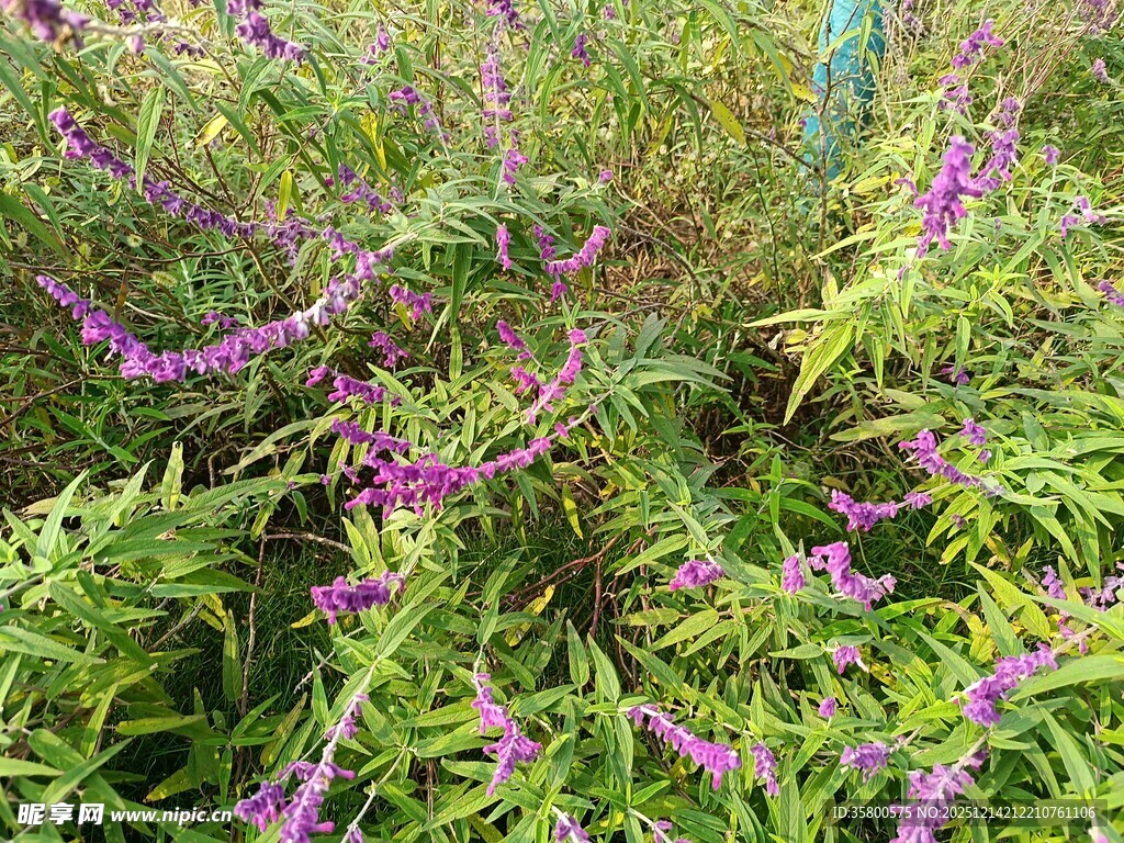 紫色小花绽放于绿叶间