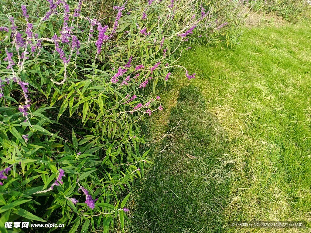 草地旁绽放的紫色花卉