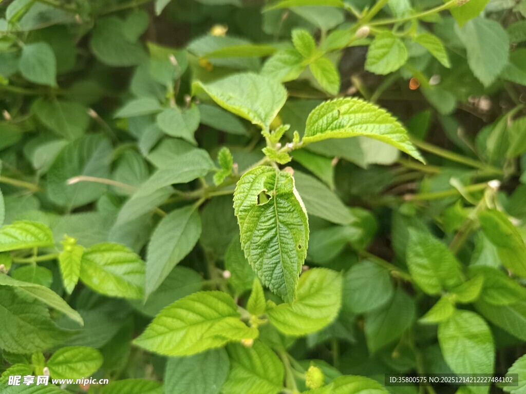 嫩绿清新的植物枝叶