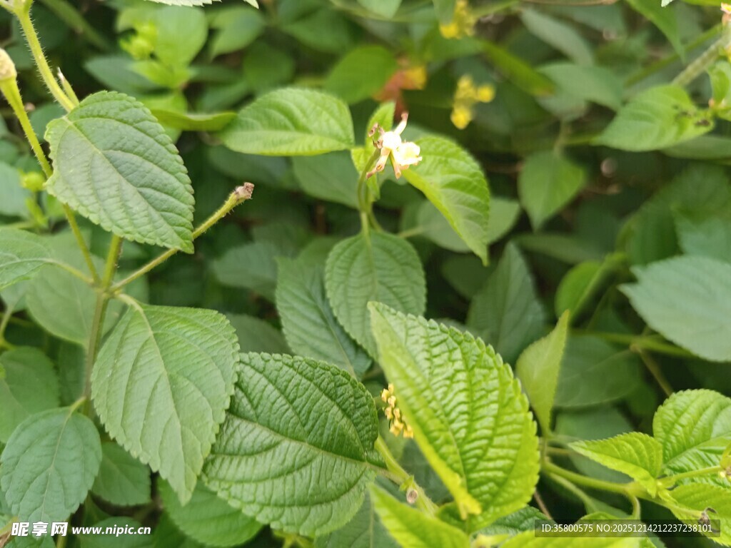 绿叶丛中的白色小花