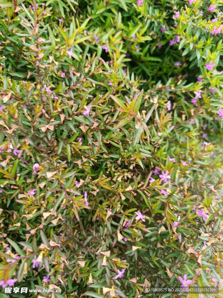 繁茂花丛中的紫色小花