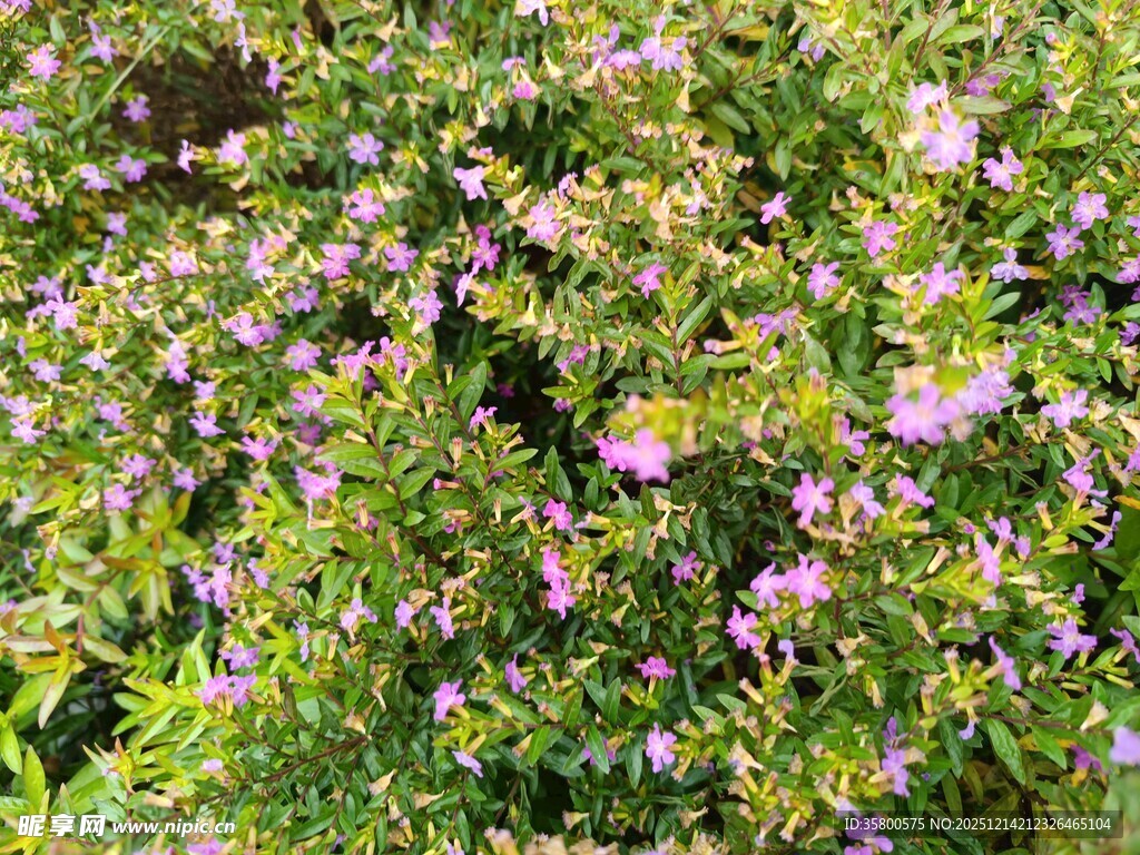 繁茂紫色小花植物景观