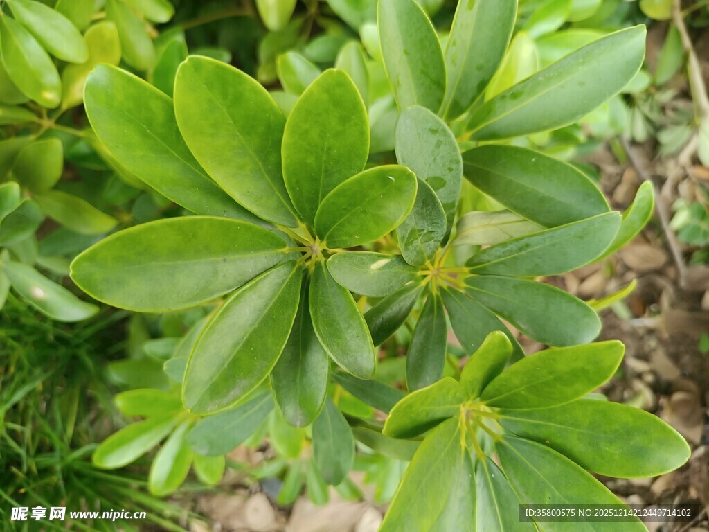 绿叶繁茂的植物特写