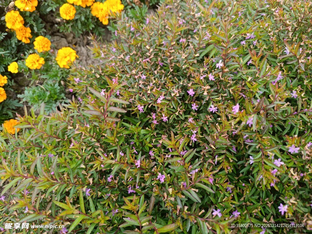 多彩花草植物景观