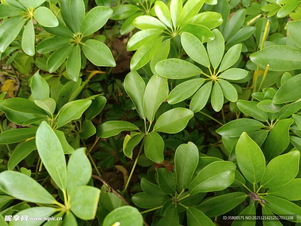 翠绿繁茂的植物叶片