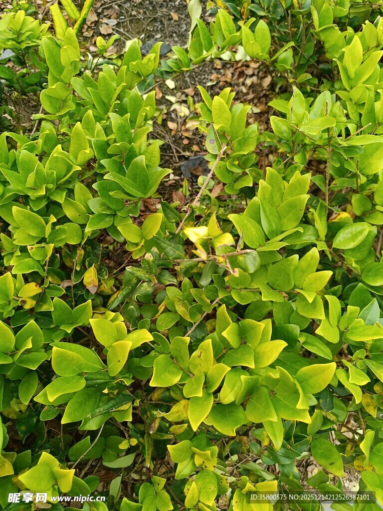 翠绿繁茂的植物景观