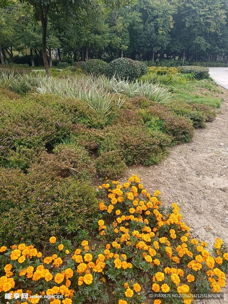 秋日小径旁的绚烂花卉