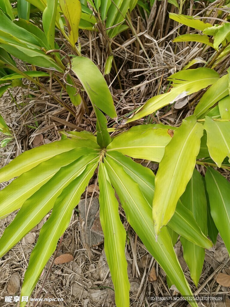 翠绿舒展的植物叶片