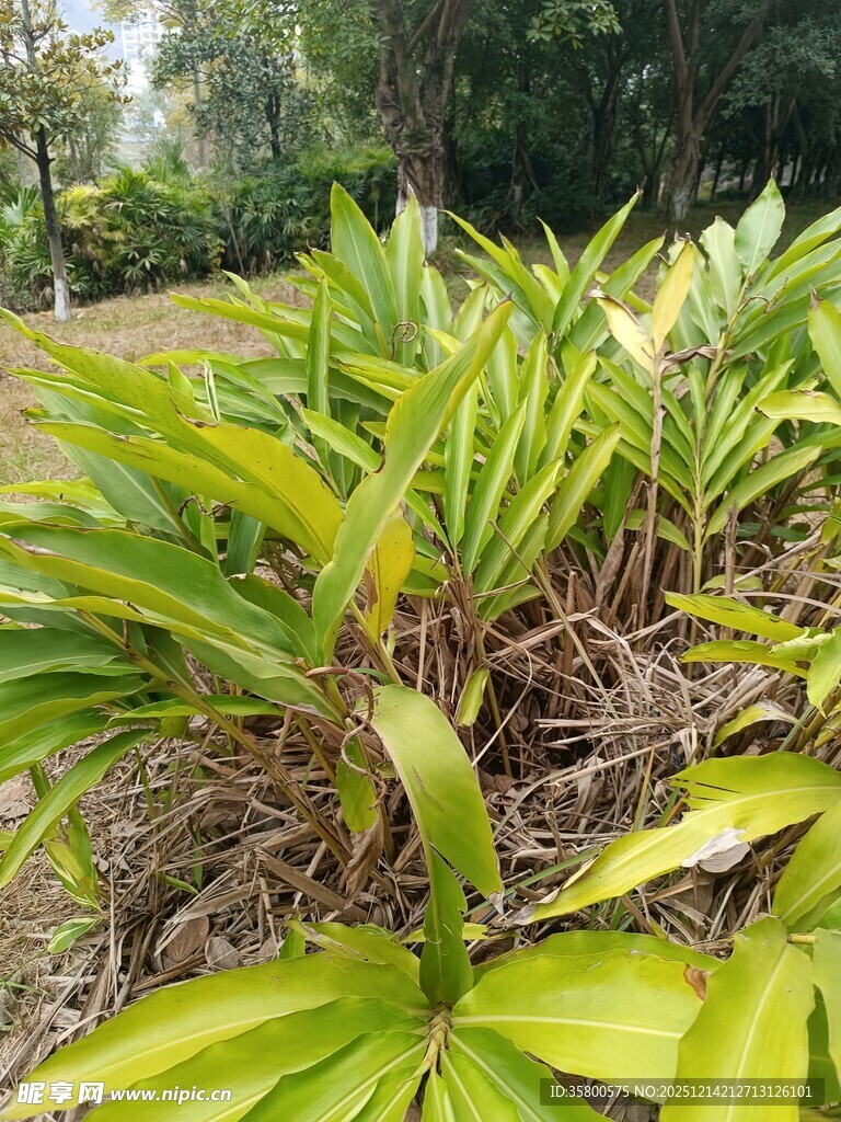 翠绿植物展现自然生机