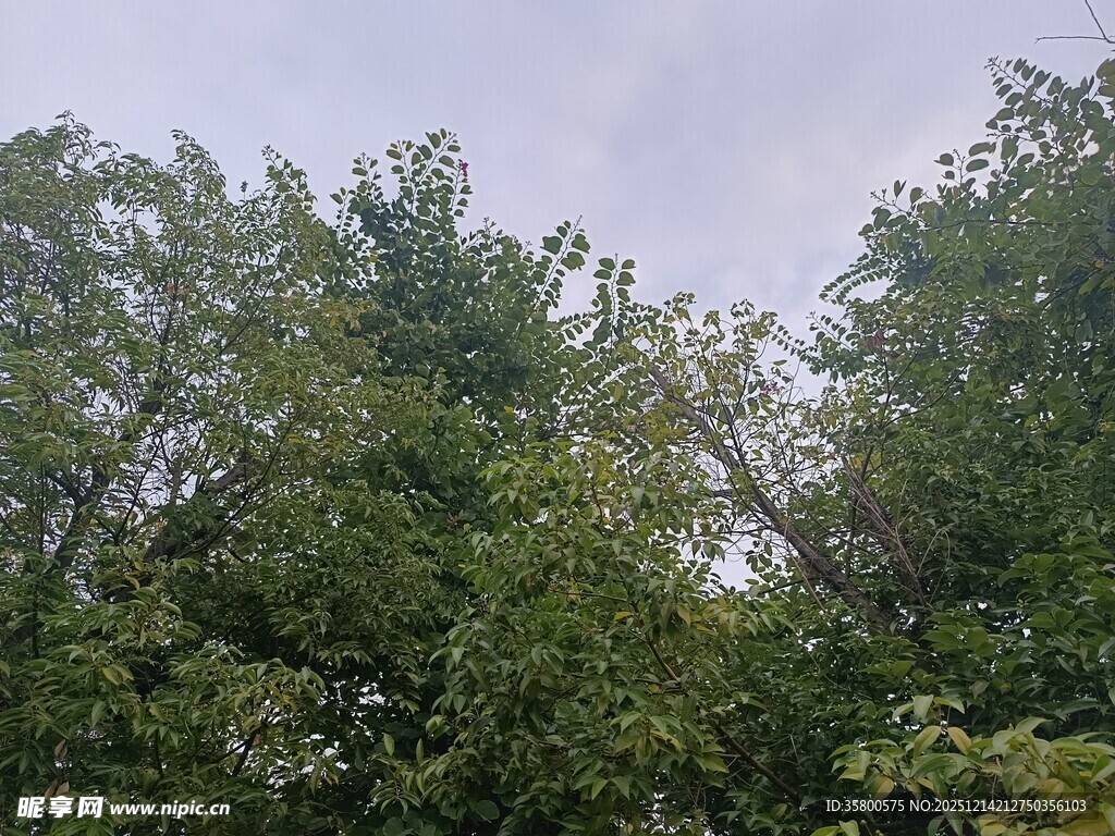 茂密树林绿意盎然