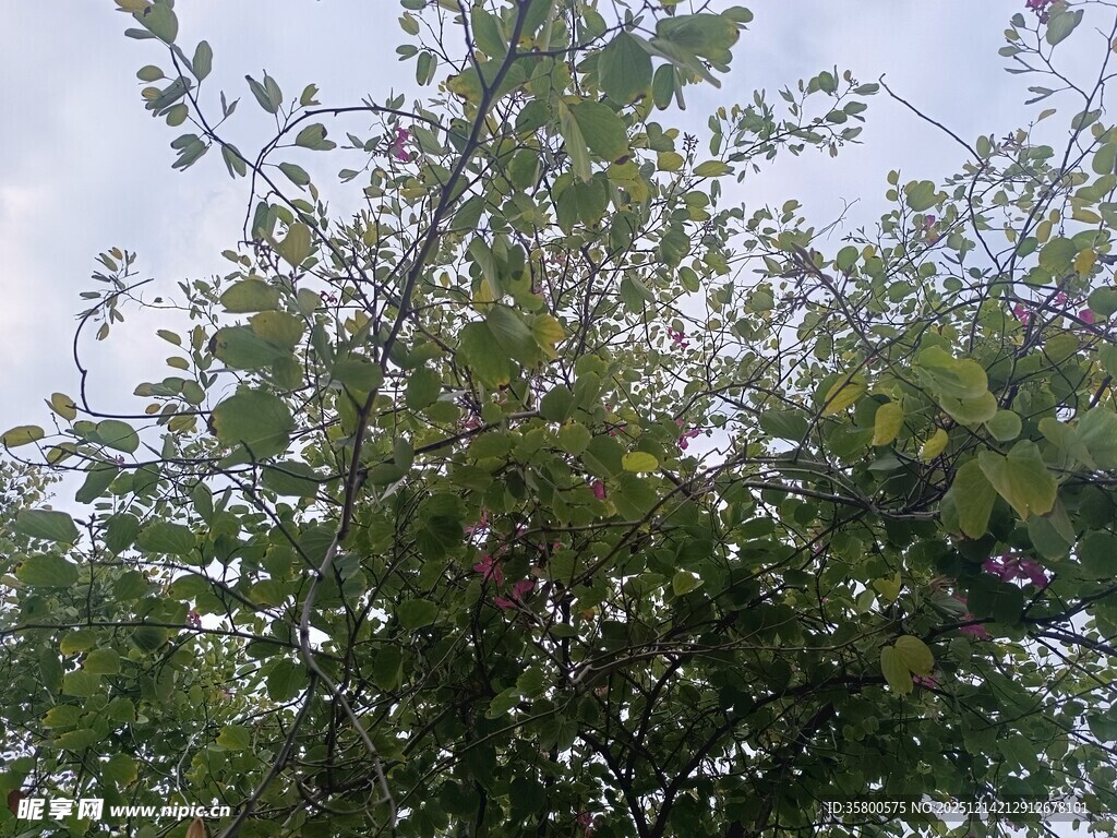 绿叶繁茂的树梢景象