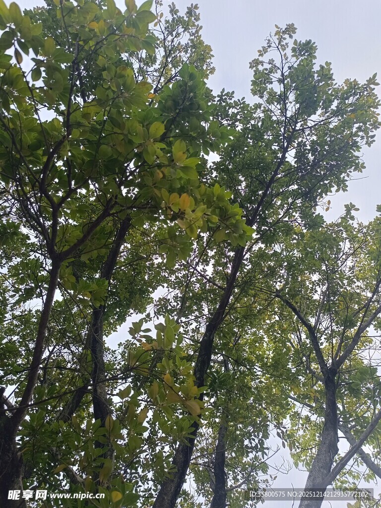 仰视茂密树林绿意盎然