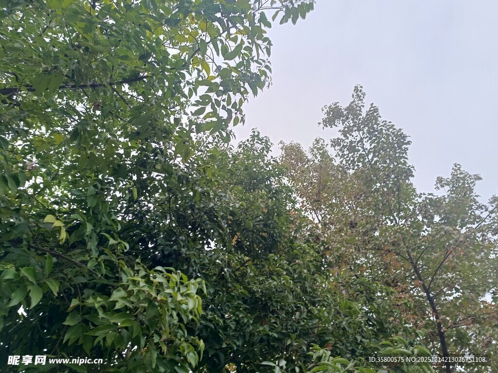 茂密树林中的绿意景象