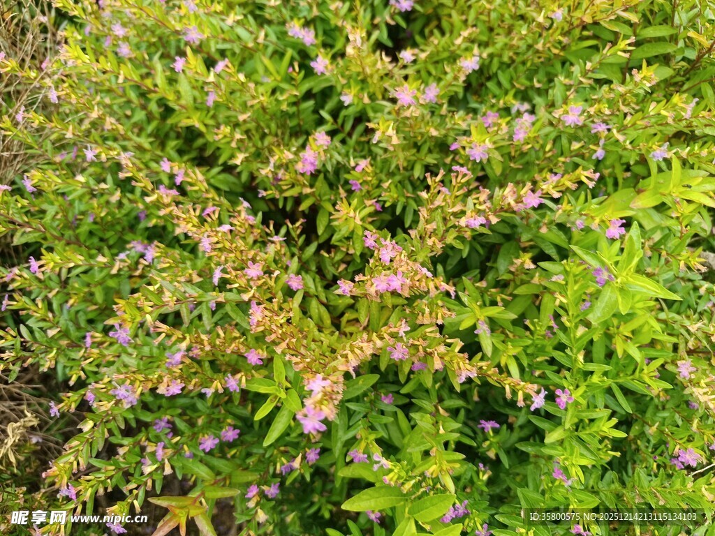 绿叶丛中的紫色小花