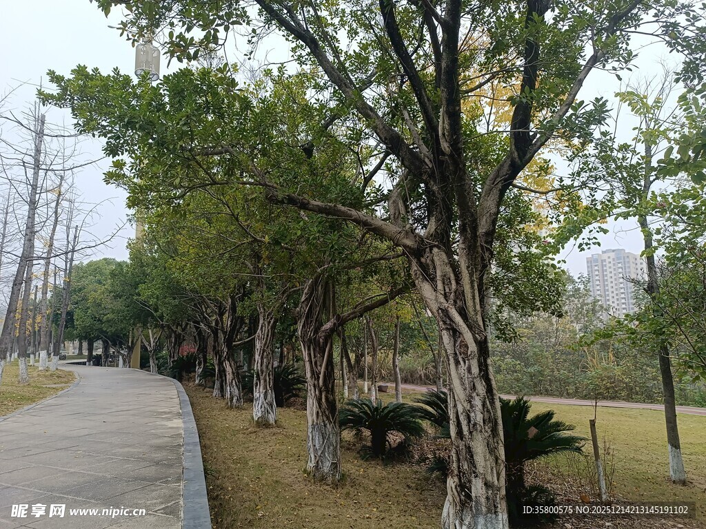 林荫小道旁的静谧长椅