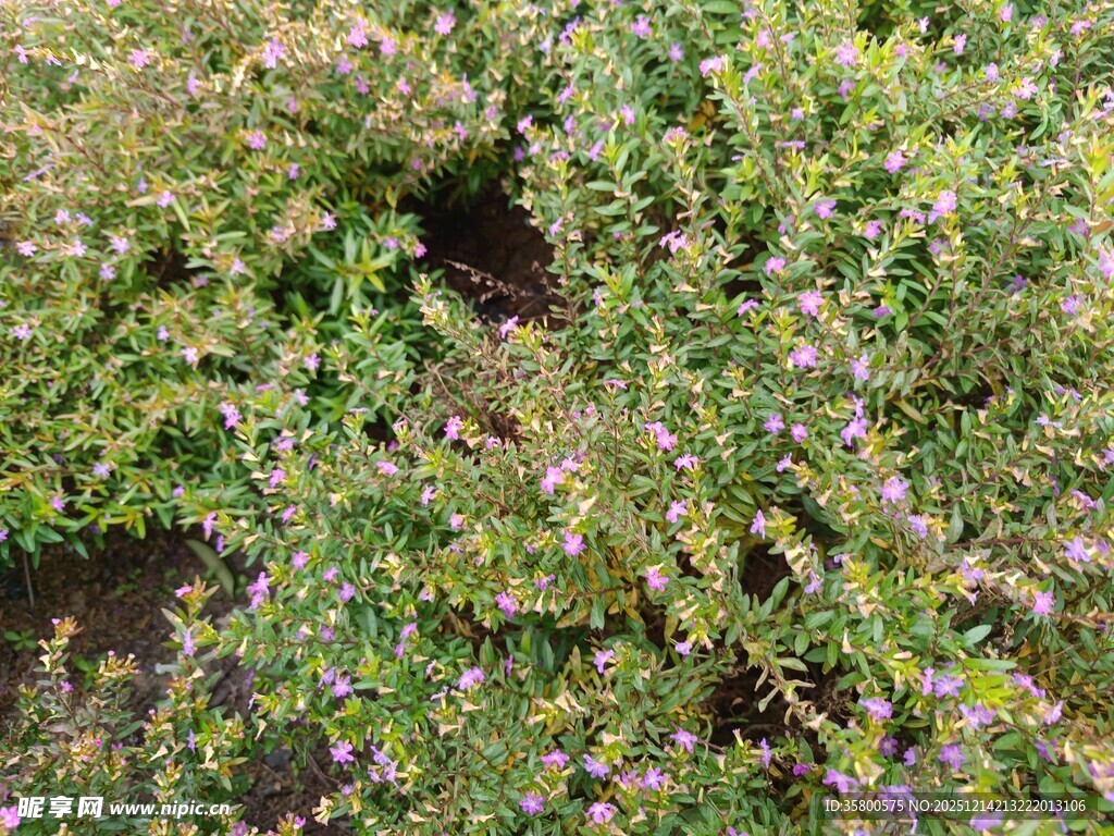 繁茂绿植中的紫色小花