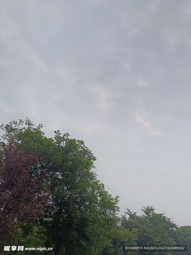 树林上方的多云天空