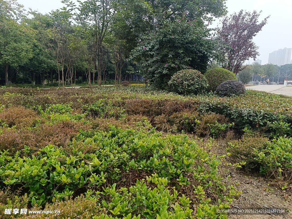 绿意盎然的园林景观