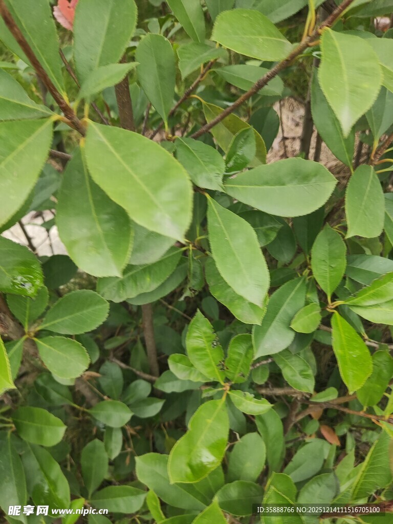 翠绿繁茂的植物枝叶