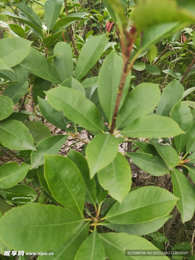 绿叶间的植物花朵