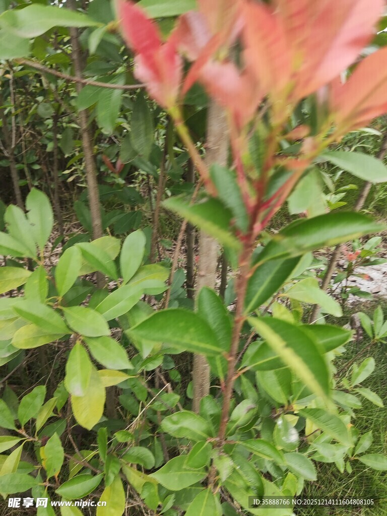 鲜艳红绿叶植物特写